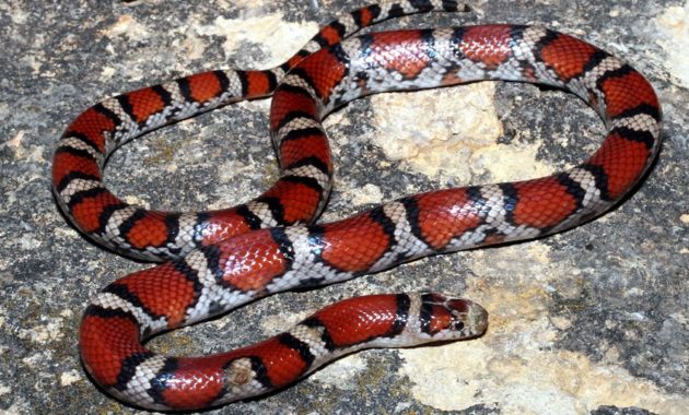 Colorful Small Snake : Red Milk Snake