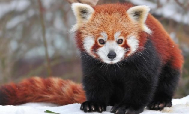 a list of beautiful animals with red colored : Red Panda