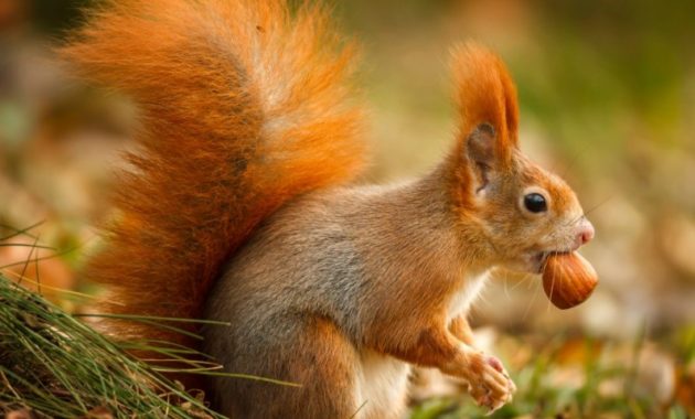 a list of beautiful animals with red colored : Red Squirrel