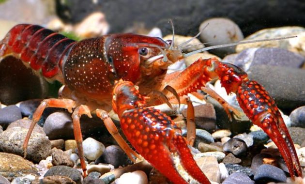 a list of beautiful animals with red colored : Red Swamp Crayfish