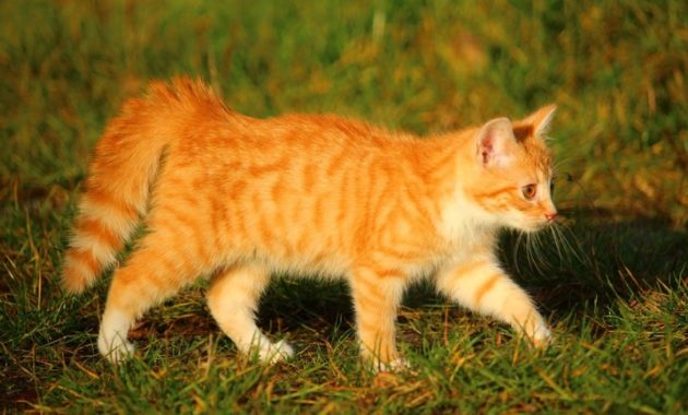 a list of beautiful animals with red colored : Red Tabby Cat