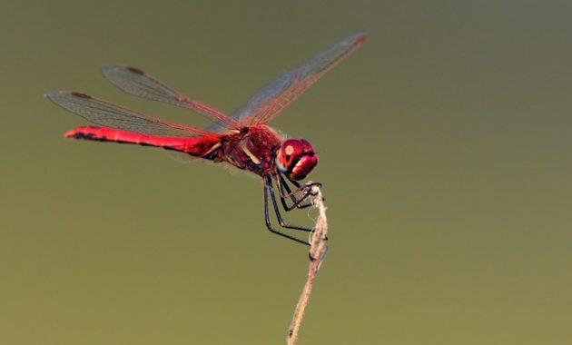 a list of beautiful animals with red colored : Red-Veined Darter