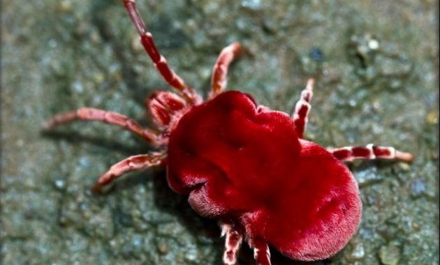 a list of beautiful animals with red colored : Red Velour Mite