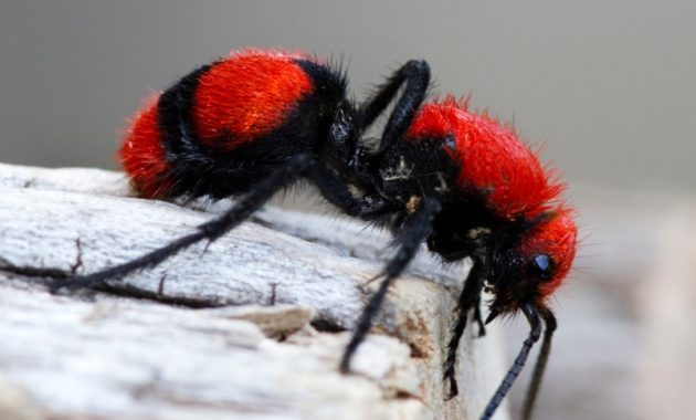 a list of beautiful animals with red colored : Red Velvet Ant