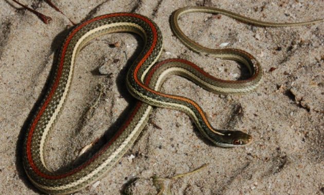 Colorful Small Snake : Redstripe Ribbon Snake