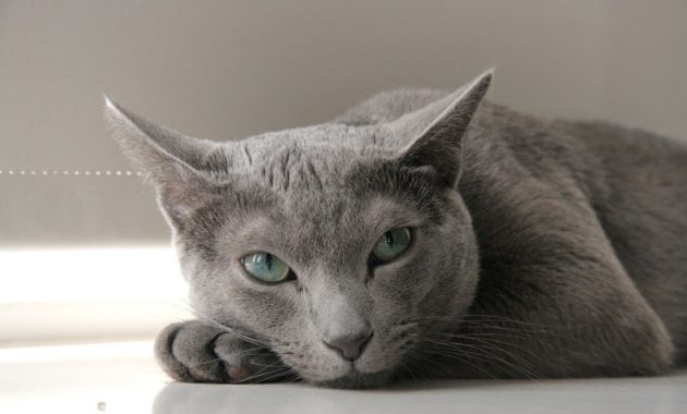 beautiful cat breeds : Russian Blue