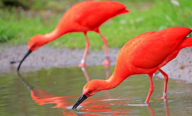 a list of beautiful animals with red colored : Scarlet Ibis