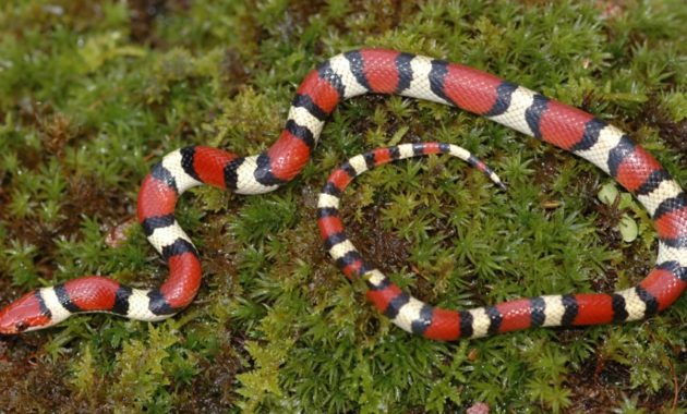 Colorful Small Snake : Scarlet King Snake