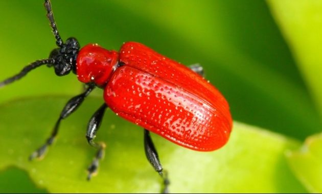 a list of beautiful animals with red colored : Scarlet Lily Beetle