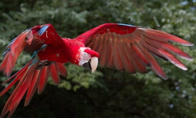 a list of beautiful animals with red colored : Scarlet Macaw