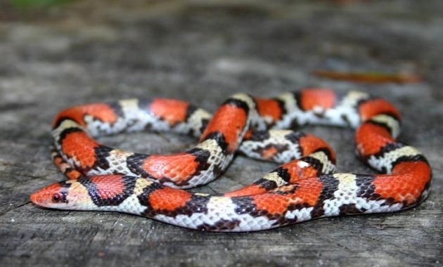 Colorful Small Snake : Scarlet Snake