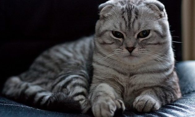 beautiful cat breeds : Scottish Fold