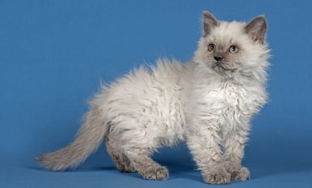 Beautiful Curly Haired Cat Breeds in the World