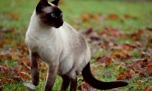 beautiful cat breeds : Siamese Cat