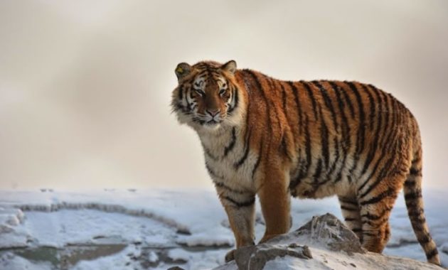 Highest Jumping Animals : Siberian Tiger