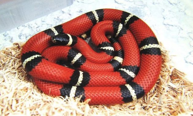 Colorful Small Snake : Sinaloan Milk Snake