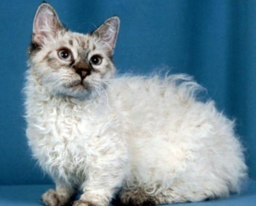 Beautiful Curly Haired Cat Breeds in the World