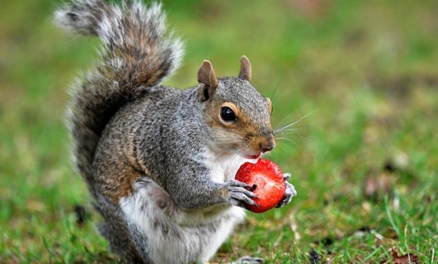 Highest Jumping Animals : Squirrel