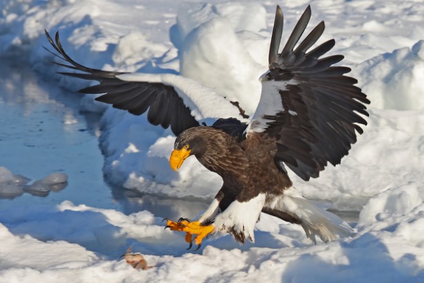 Types of Eagles: Steller's Sea Eagle