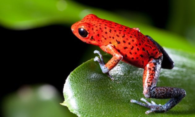 a list of beautiful animals with red colored : Strawberry Poison Frog