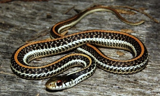 Colorful Small Snake : Texas Garter Snake