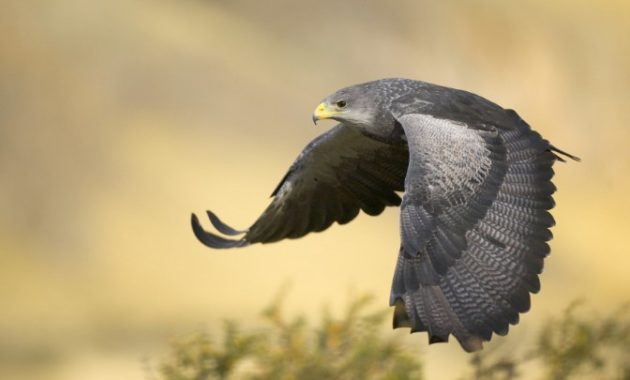 Types of Eagles: The Black Chested Buzzard Eagle