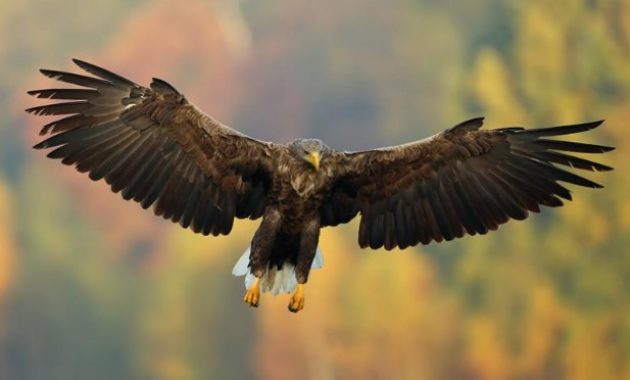 Types of Eagles: The White Tailed Eagle