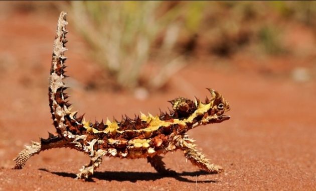 amazing armored animals Thorny Devil