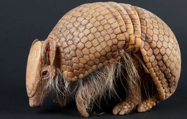 amazing armored animals Three Banded Armadillo