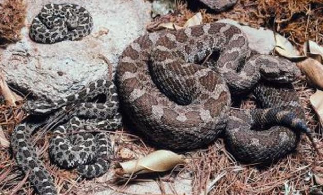 Fact About Rattlesnake and Their Babies