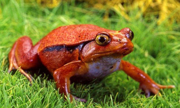 a list of beautiful animals with red colored : Tomato Frog