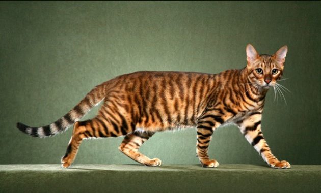 beautiful cat breeds : Toyger