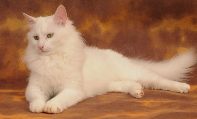 beautiful cat breeds : Turkish Angora