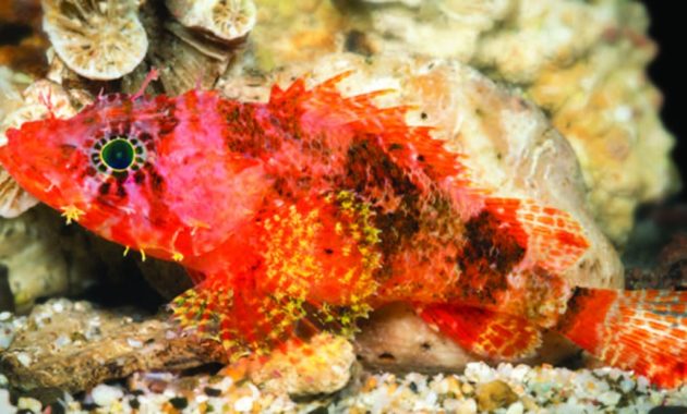 a list of beautiful animals with red colored : Western Scorpion Fish