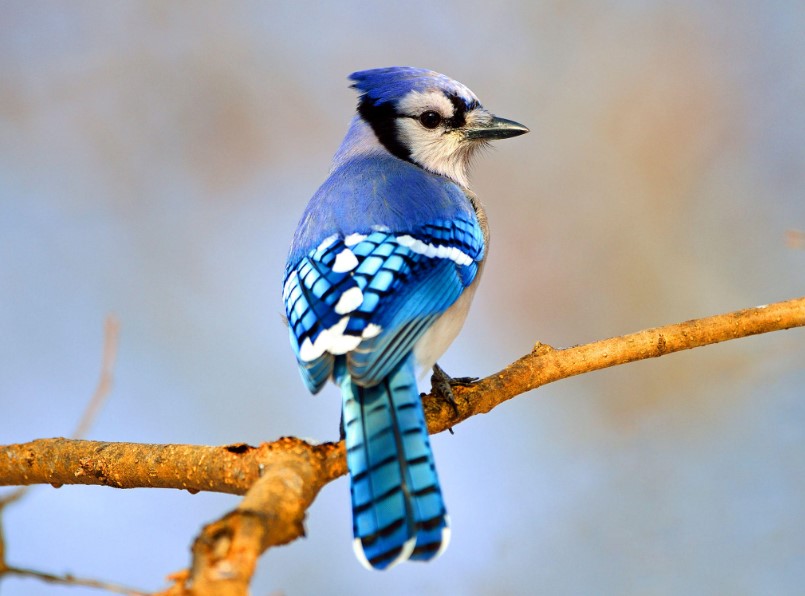 amazing blue birds in the world