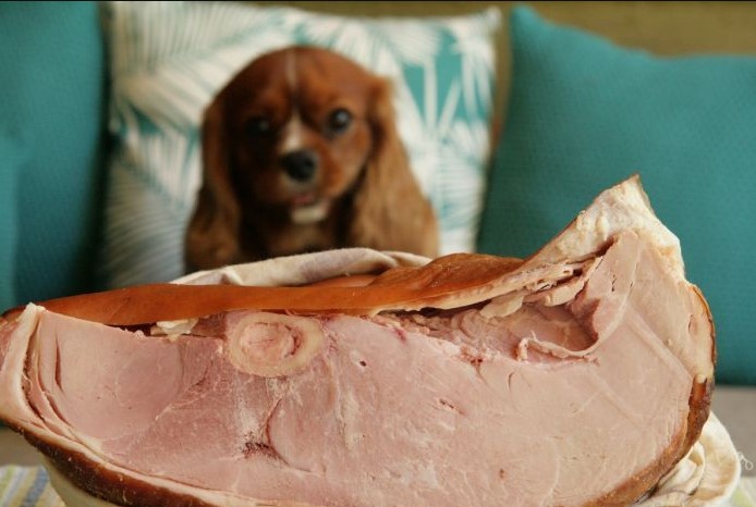 can dogs eat ham