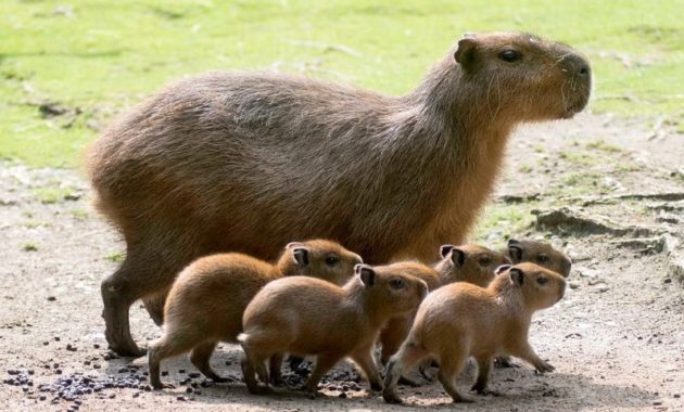 animals that start with c : capybara