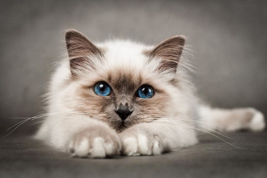 most amazingly beautiful cat breeds in the world