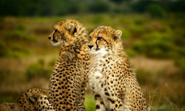 animals that start with c : cheetah