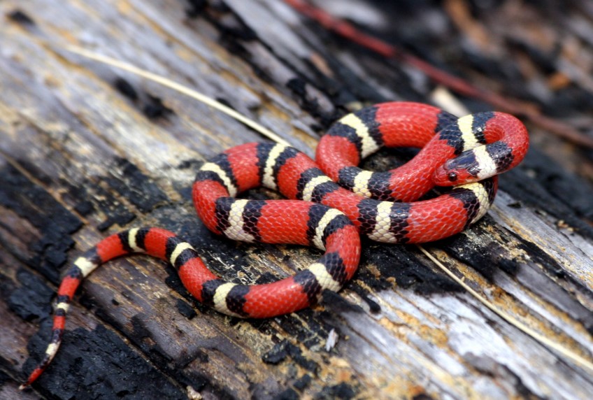 Here is long list of beautiful and colorful small snake