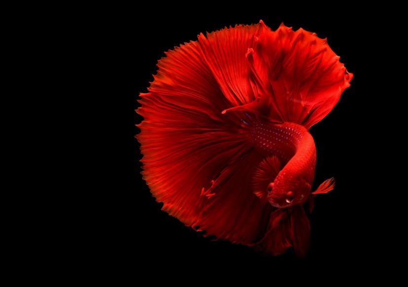 a list of beautiful animals with red colored