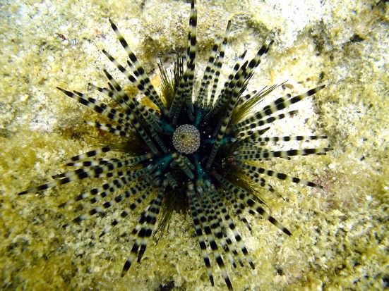 amazing armored animals doubled spined urchin