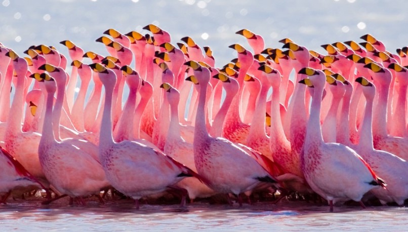 birds with pink color