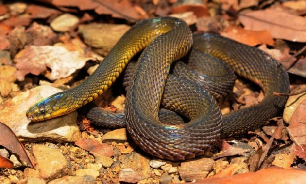 Colorful Small Snake : formosa odd