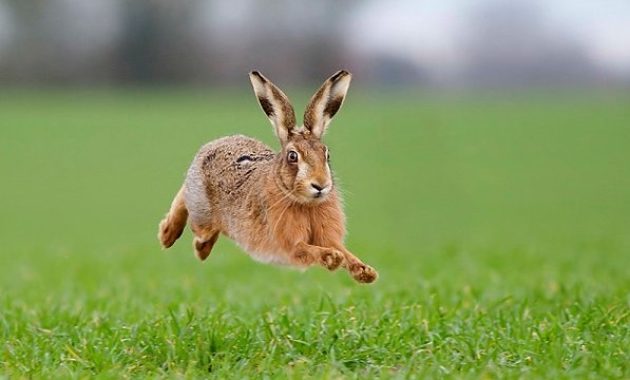 Highest Jumping Animals : hare