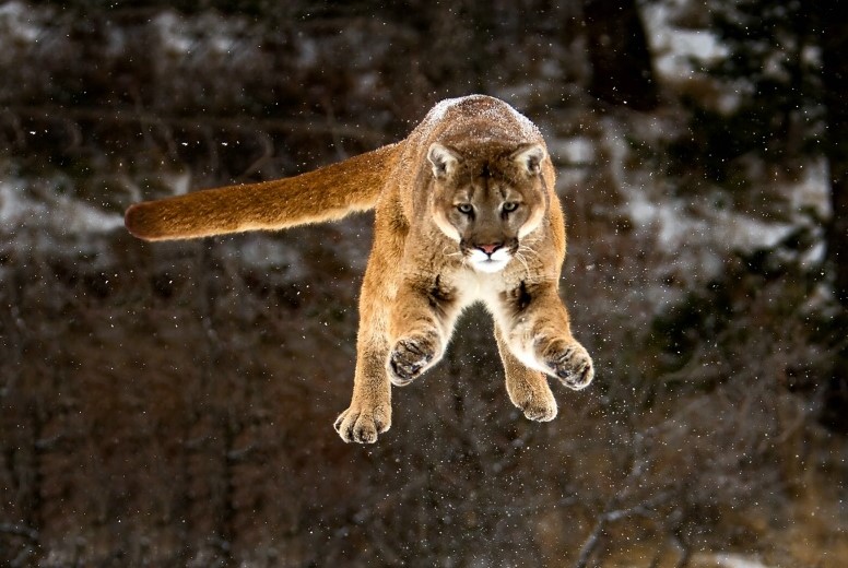 highest jumping animals in the world