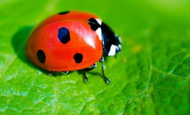 a list of beautiful animals with red colored : lady red bug