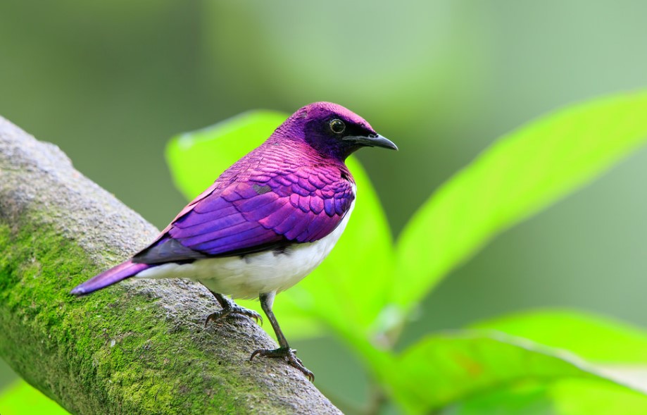 Here is long list of Beautiful Purple Colored-Birds That You Didn’t Know It Before