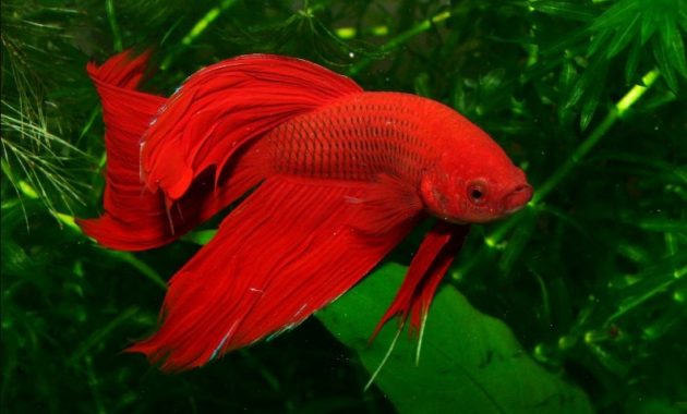 a list of beautiful animals with red colored : red siemese fighter fish