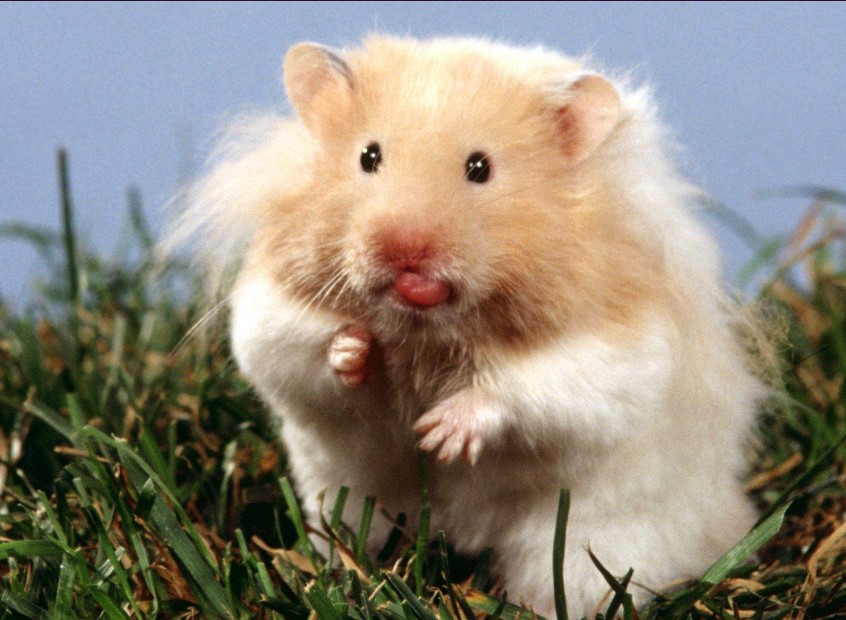 All About Syrian "Teddy Bear" Hamster : House, Care, Toy, Feeding, Lifespan